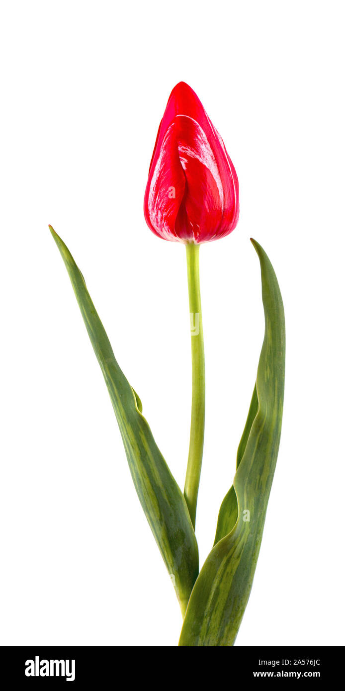 Tulip on a long stem with leaves, isolated on white background. Single tulip flower isolated on white Stock Photo