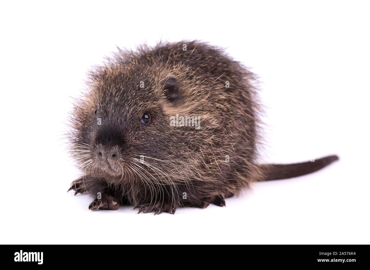 Baby Nutria Isolated On White Background One Brown Coypu Myocastor Coypus Isolated Stock Photo Alamy