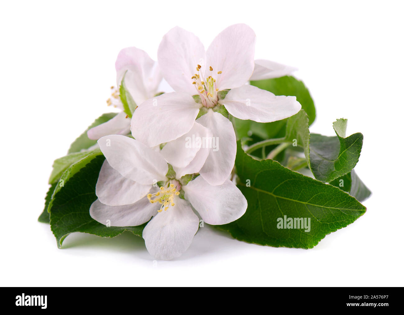 Apple tree flowers isolated on white background. Spring blossoms Stock Photo