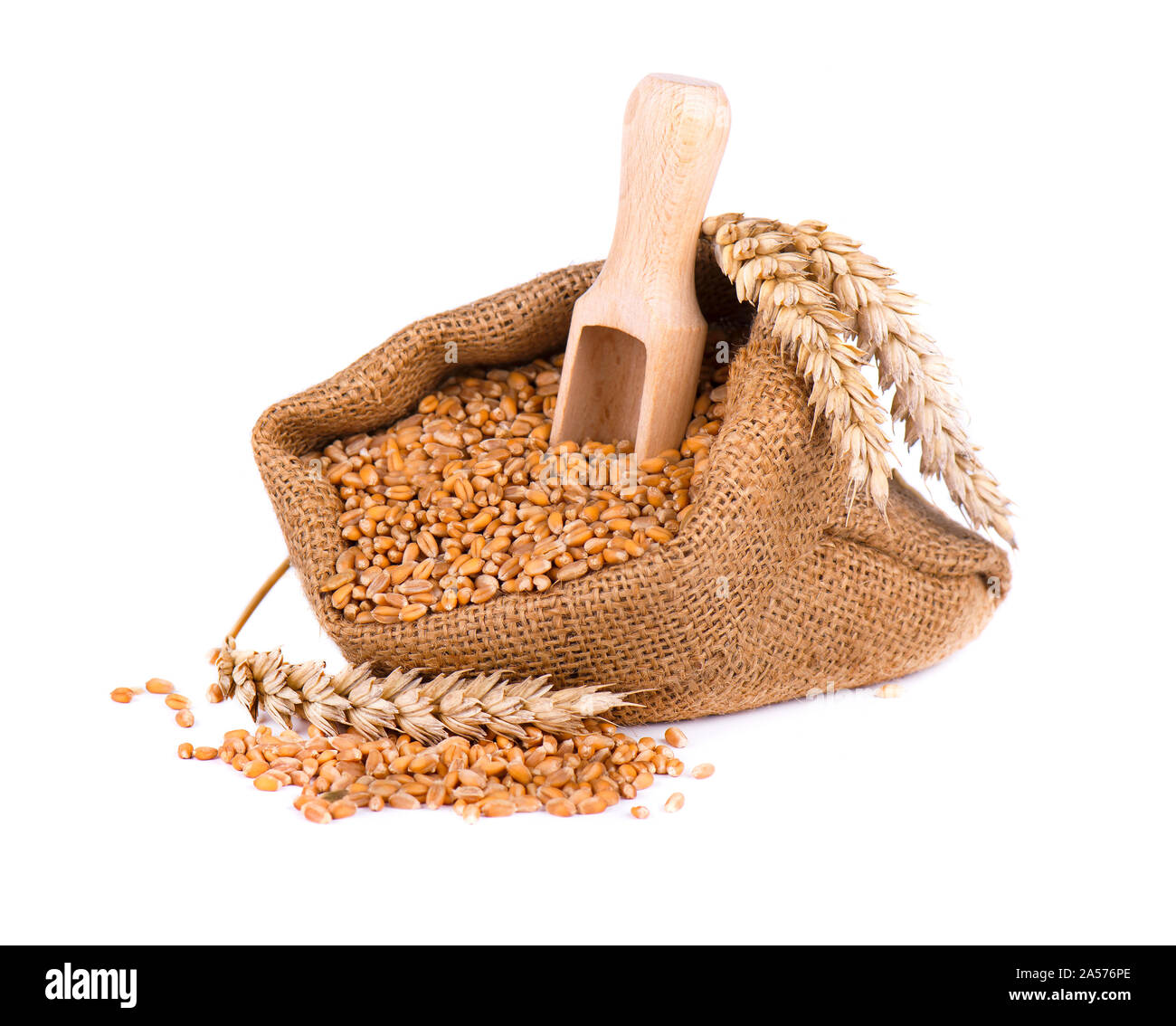 mischief Out First Wheat spike and wheat grain in burlap bag isolated on white background  Stock Photo - Alamy