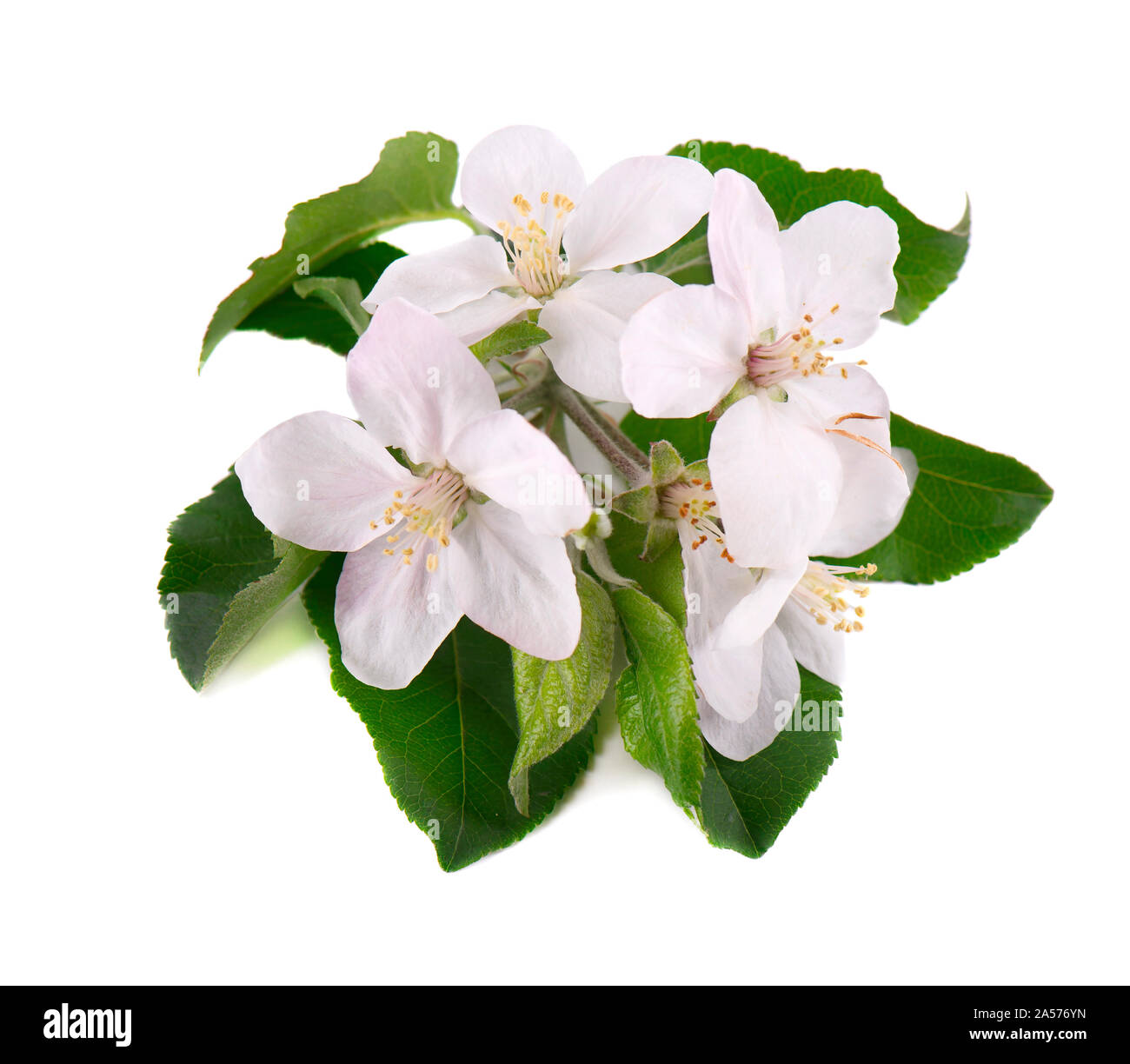 Apple tree flowers isolated on white background. Spring blossoms Stock Photo