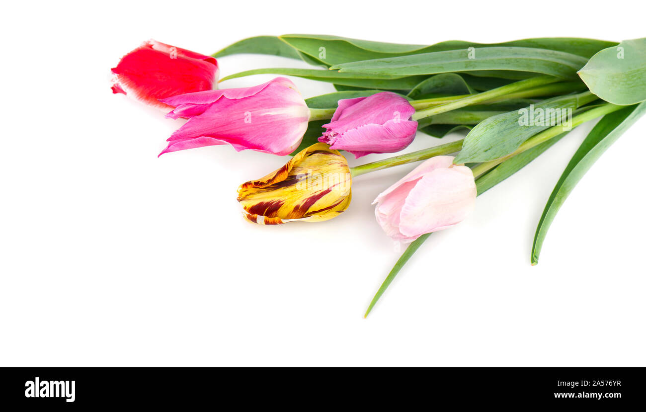 Bouquet of colorful tulips isolated on white background. Spring bouquet ...