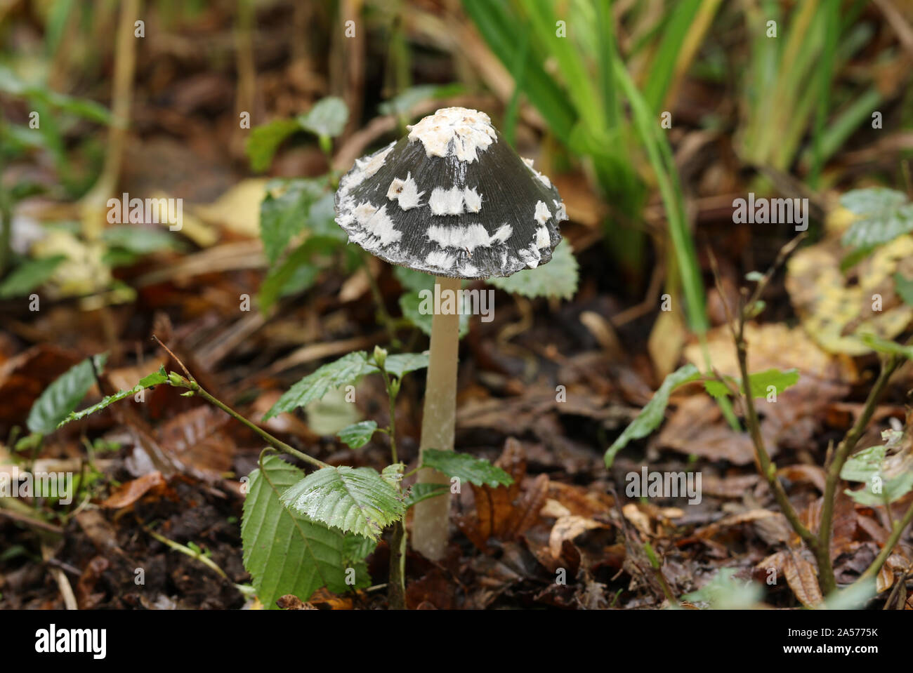 A beautiful Magpie Inkcap, Coprinopsis picacea, mushroom growing in woodland in the UK. Stock Photo