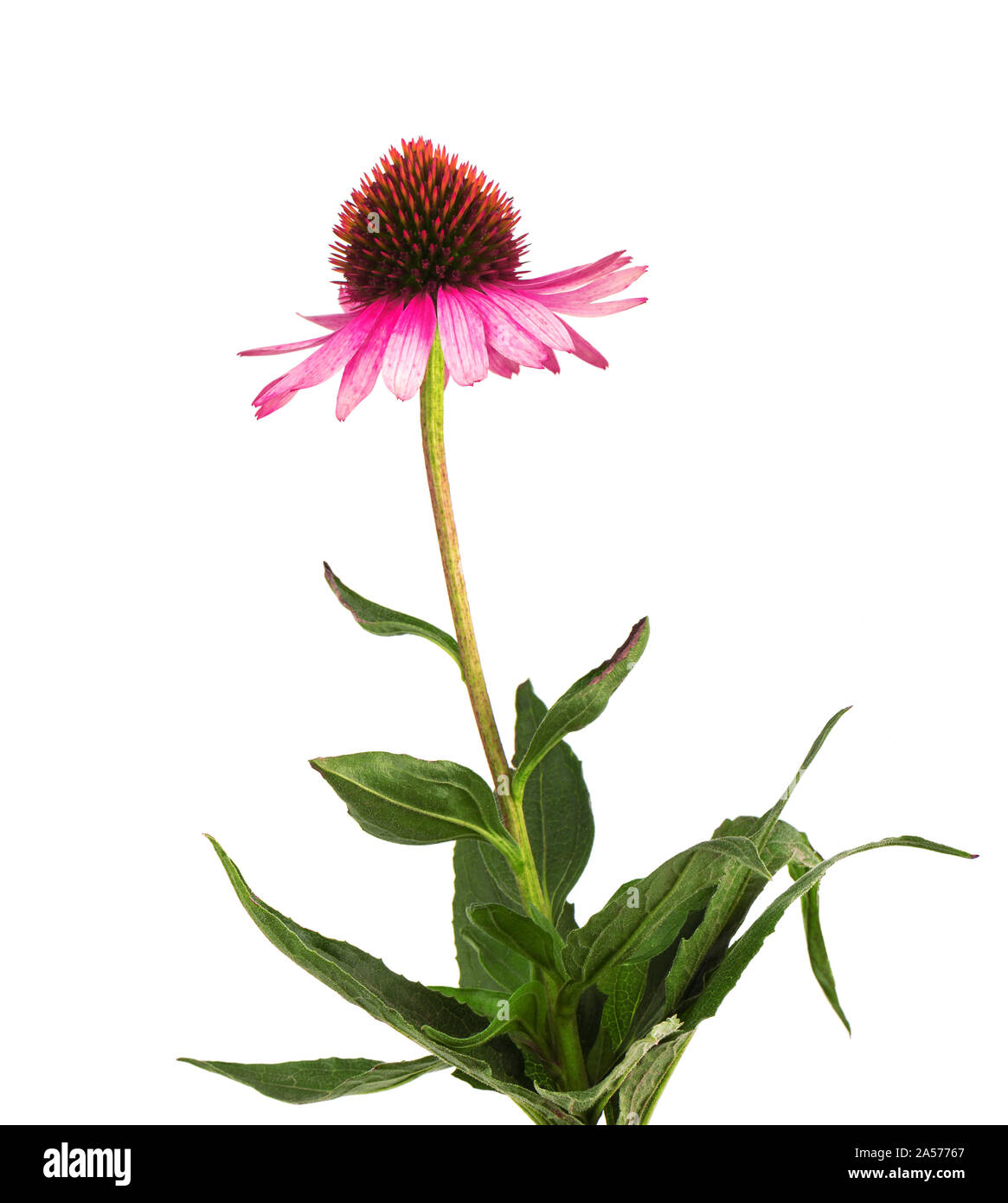 Echinacea flowers close up isolated on white backgrounds. Medicinal herbs. Stock Photo