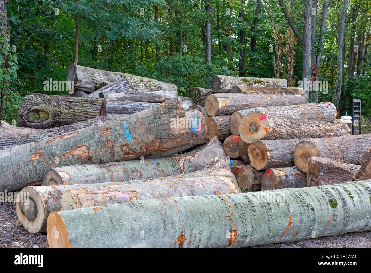 Holland, Michigan - Logs delivered to the Holland Bowl Mill, which turns logs into bowls and other wood products. Stock Photo