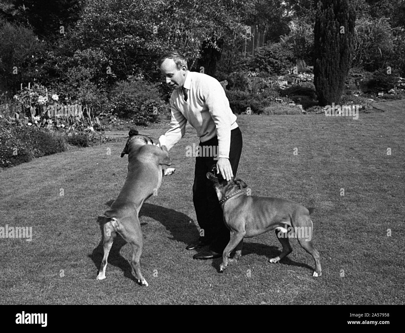 John Surtees playing with his pet dogs at home 1966. Stock Photo