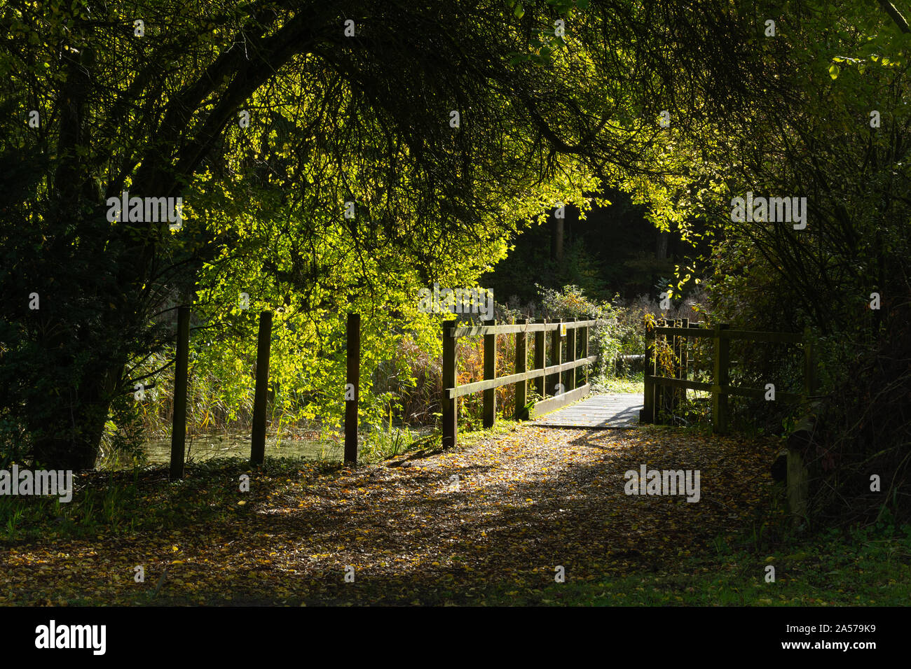Queen Elizabeth Country Park in the South Downs National Park, Hampshire, UK. Autumn view of the pond and footbridge near the visitor centre. Stock Photo