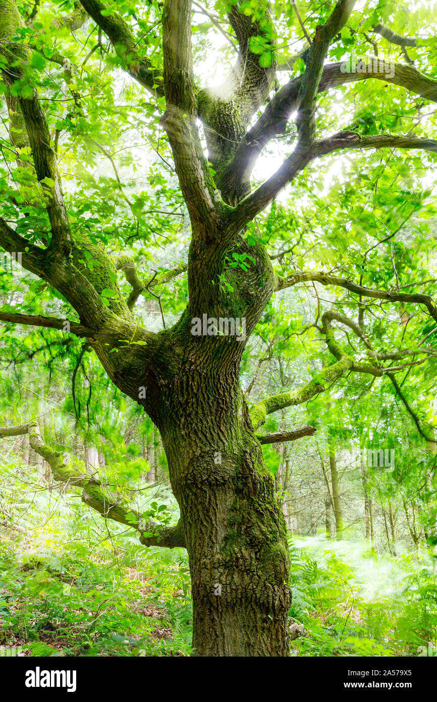Oak tree in Daresbury Firs against the light with leaves blowing in the wind Stock Photo