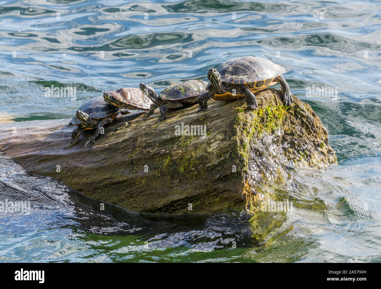 Four turtles sun themselves on a log Stock Photo Alamy