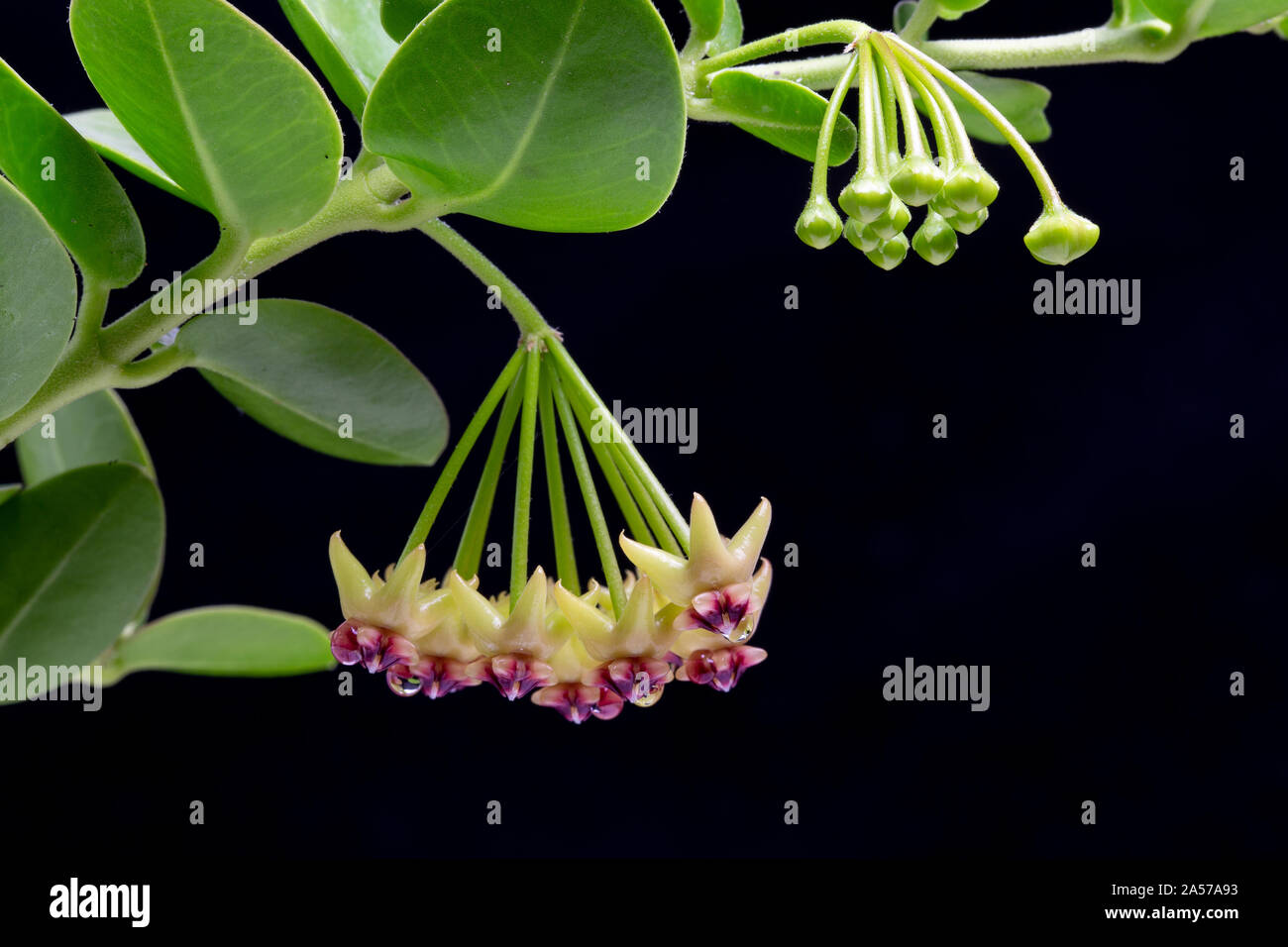 Cumming's Wax Flower, Hoya cummingiana, from the Philippines Stock Photo