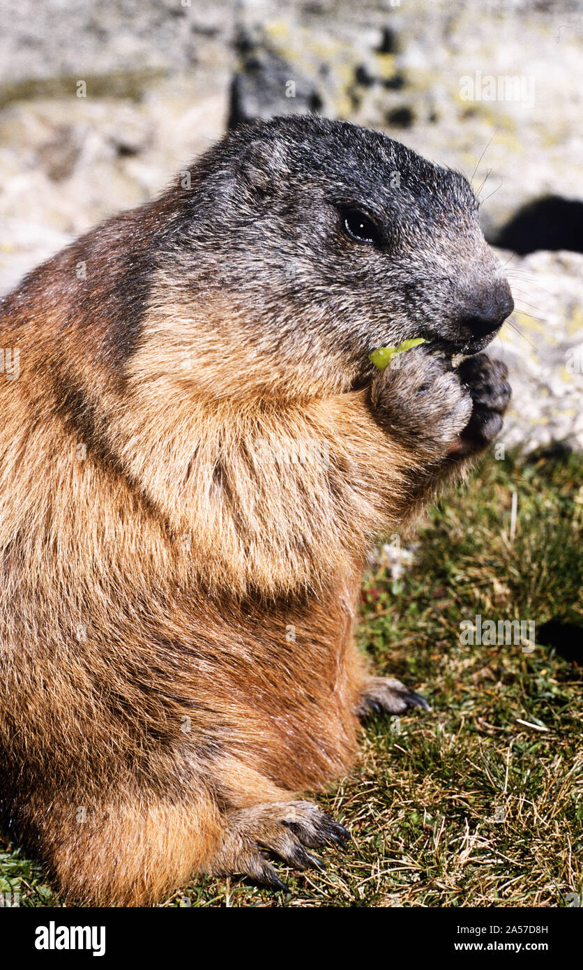 An almost tame alpine marmotte (Marmota marmota) eating a piece of apple Stock Photo