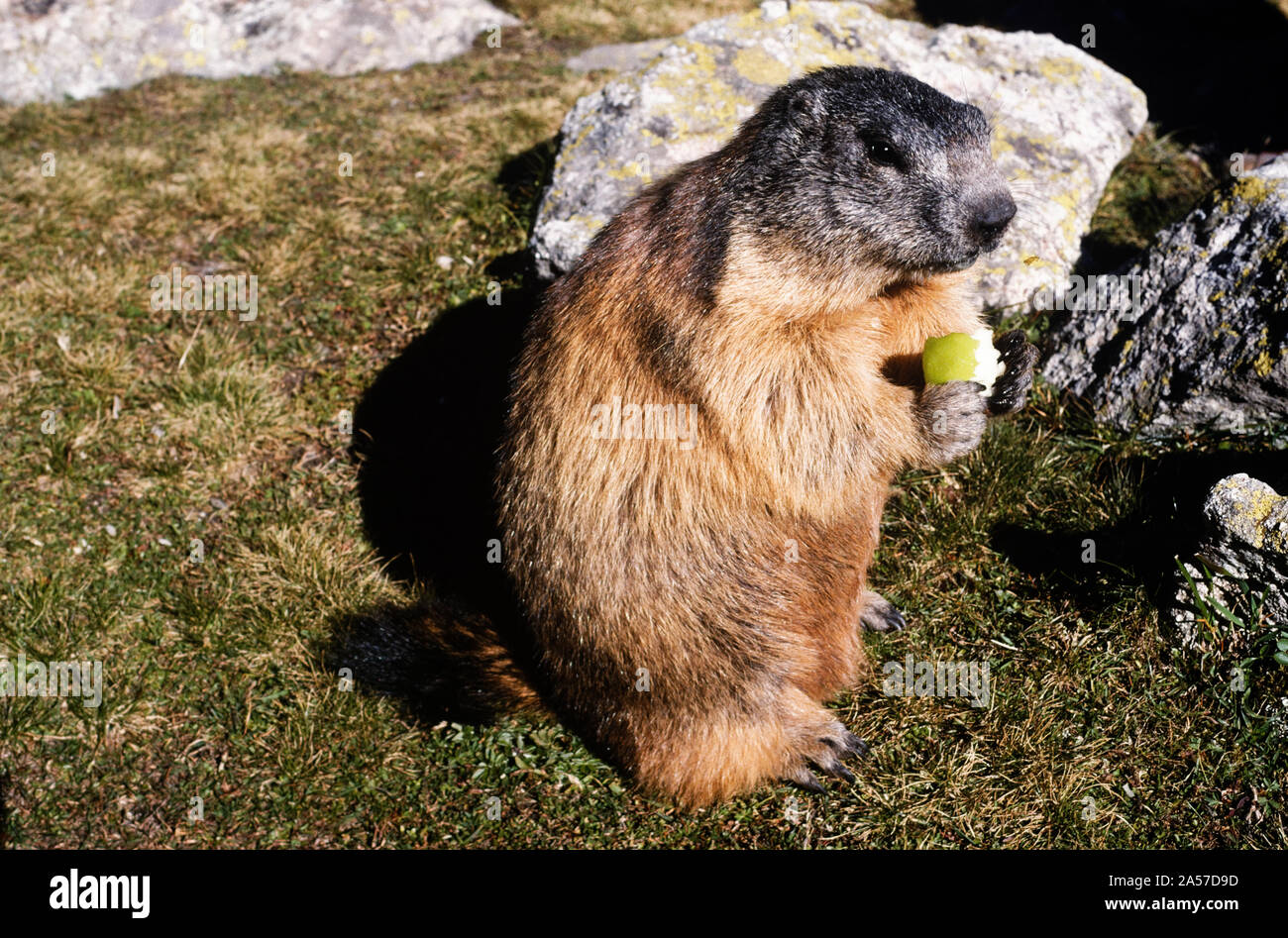 An almost tame alpine marmotte (Marmota marmota) eating a piece of apple Stock Photo