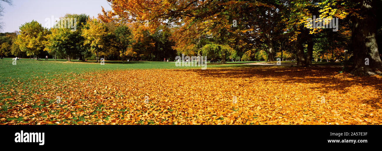 Autumnal trees in a park, English Garden, Munich, Bavaria, Germany Stock Photo