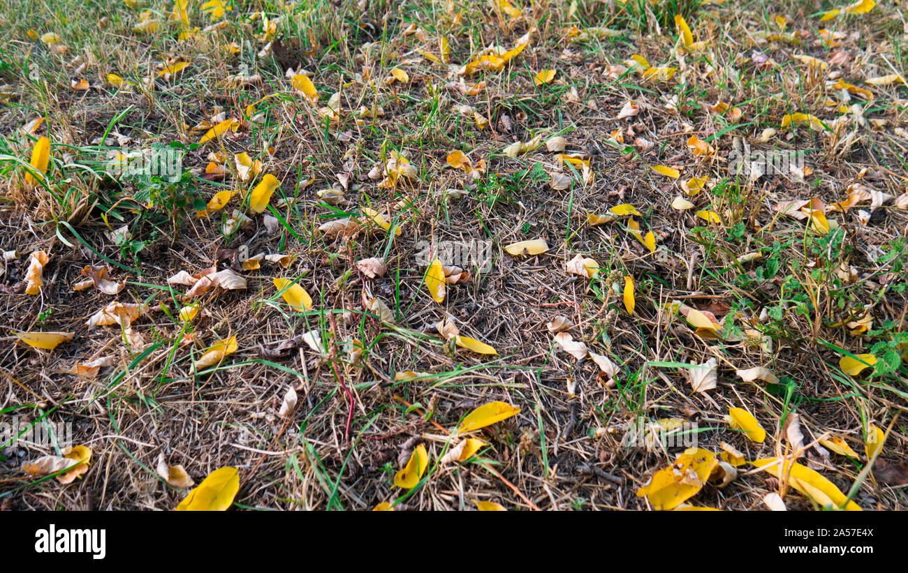 Dry autumn leaves on the ground - background Stock Photo - Alamy