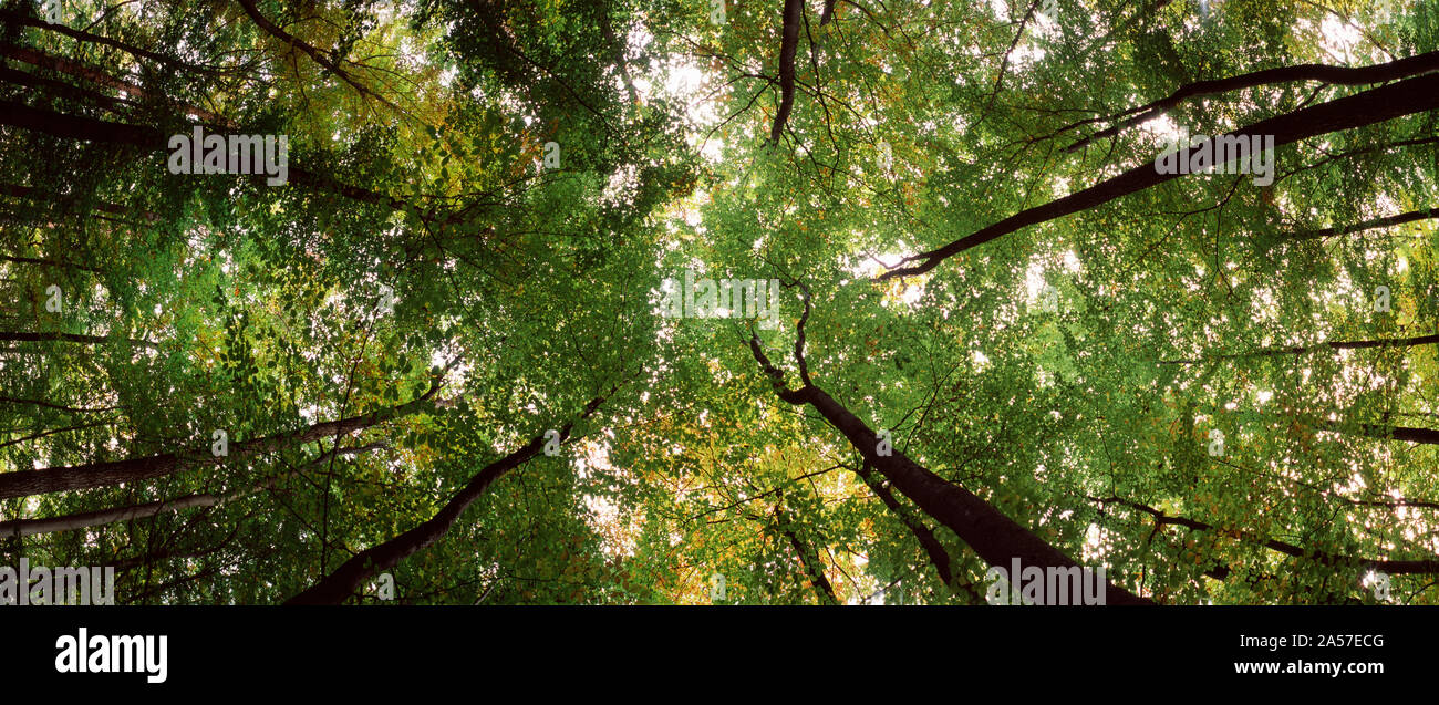 Low angle view of trees, Bavaria, Germany Stock Photo