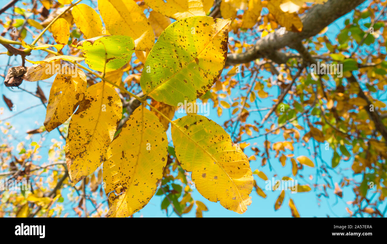 Walnut tree in autumn. Bright yellow walnut leaves against clear blue sky Stock Photo Alamy