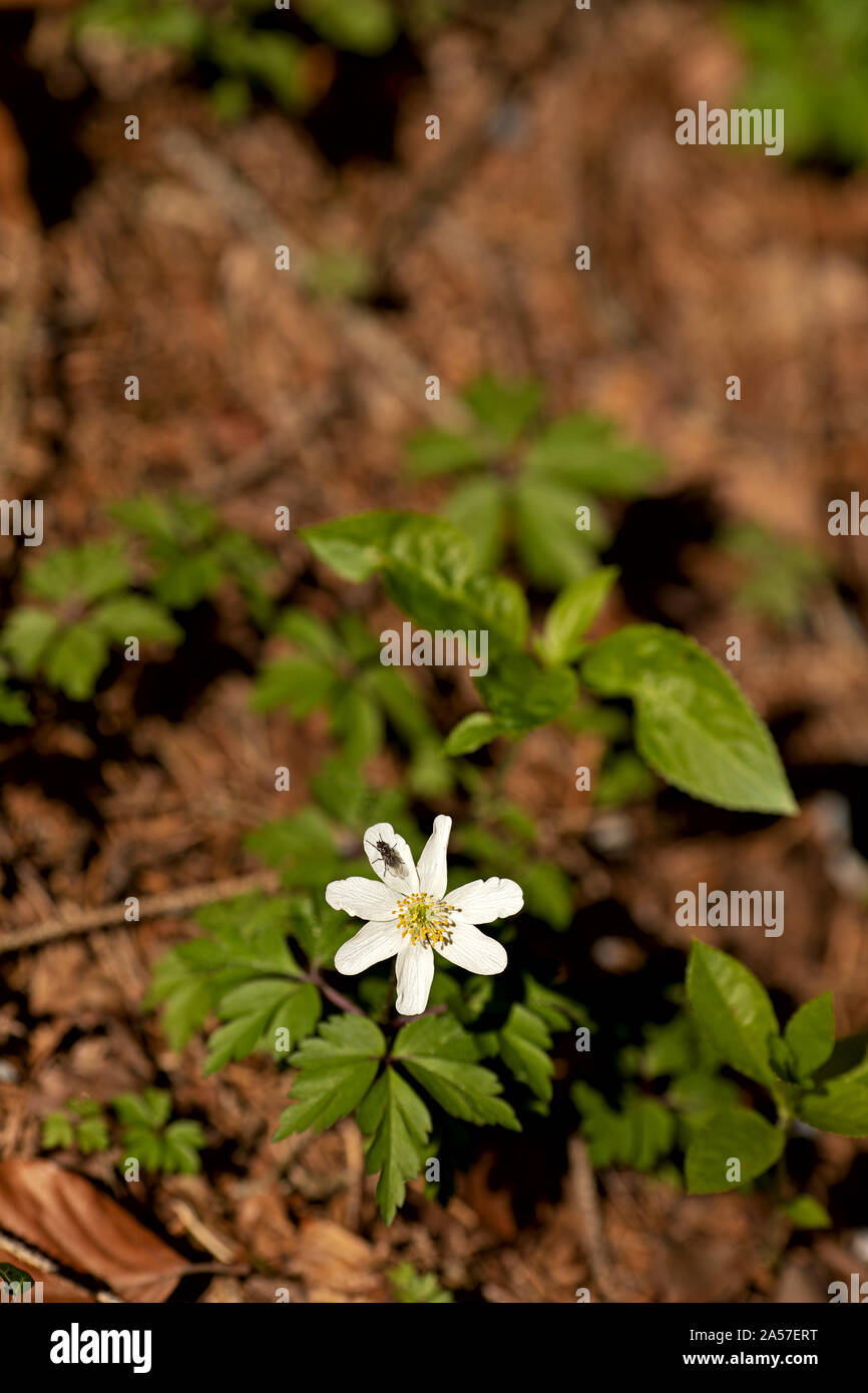 single wood anemone, windflower with a fly Stock Photo Alamy