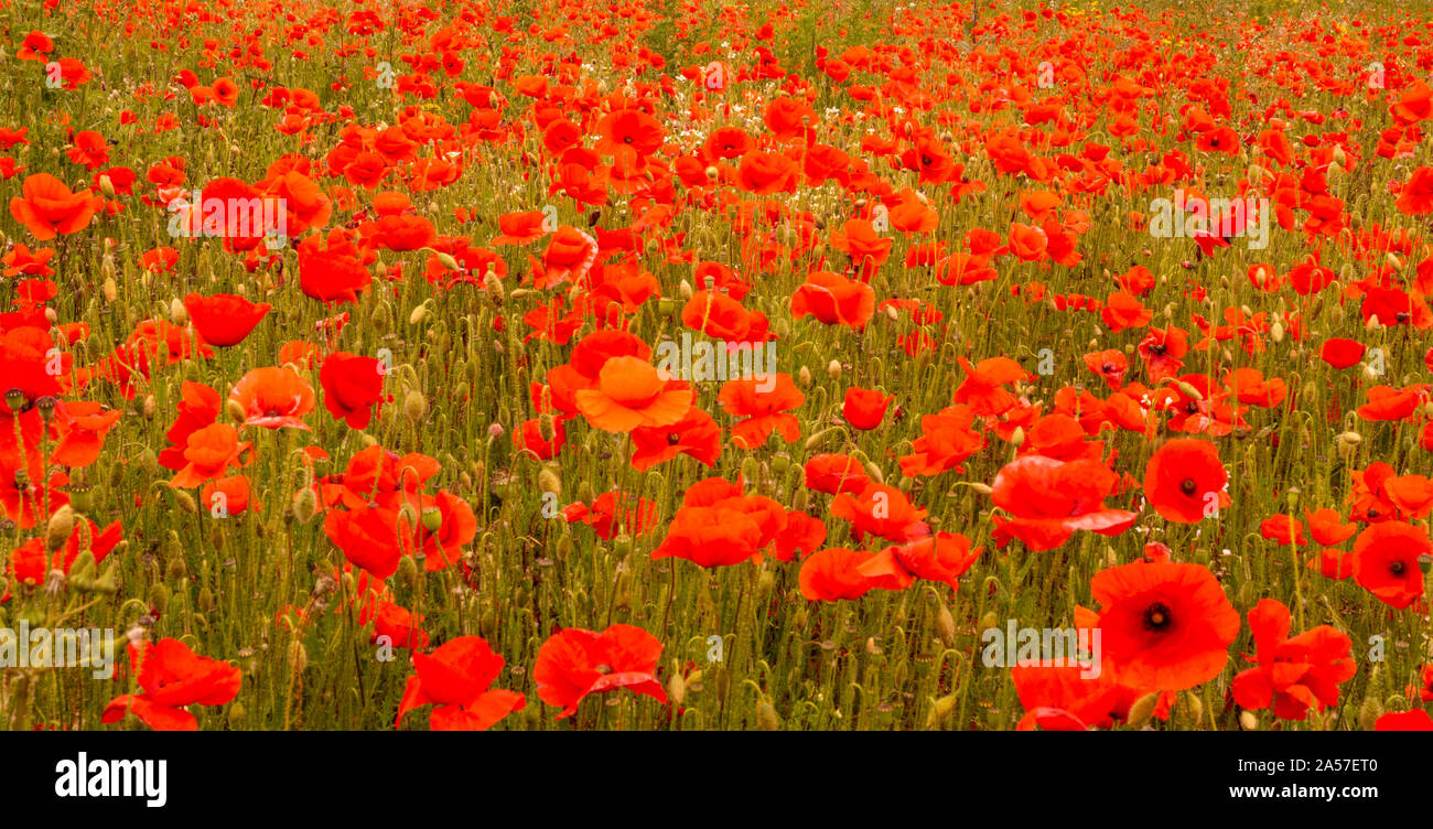 Red Poppies in Flanders Fields symbol for remembrance Day WW1 For