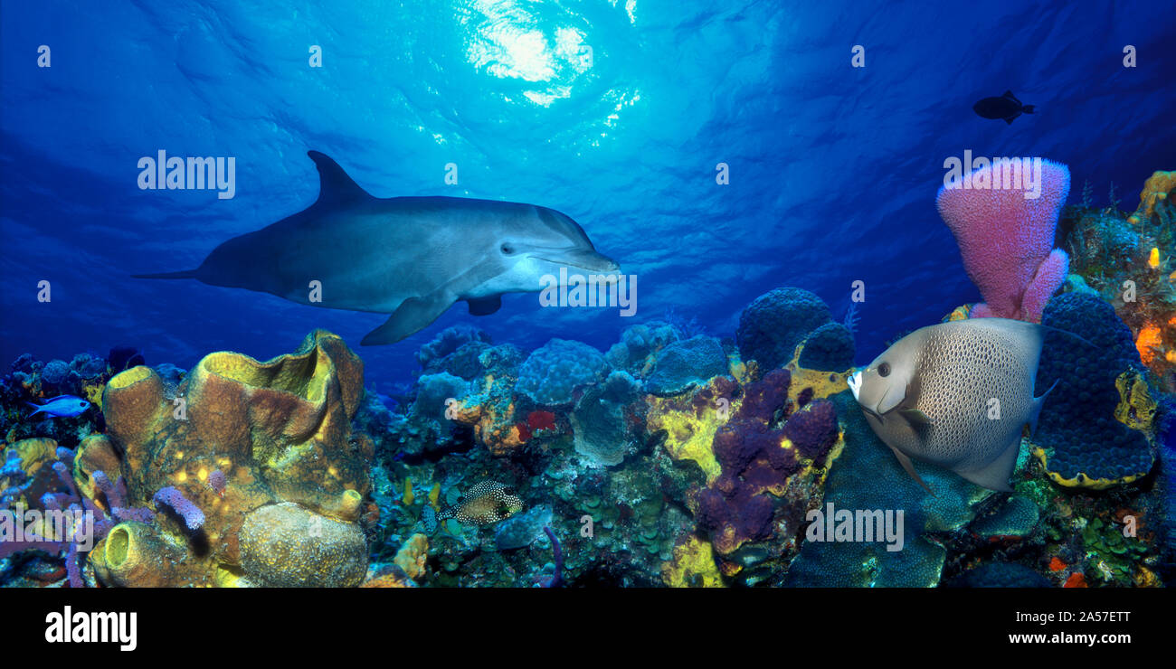 Bottle-Nosed dolphin (Tursiops truncatus) and Gray angelfish (Pomacanthus arcuatus) on coral reef in the sea Stock Photo
