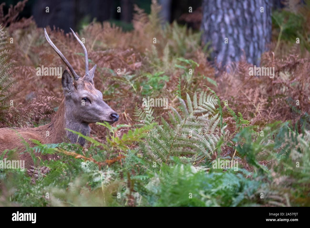 Deer Forest High Resolution Stock Photography and Images Alamy