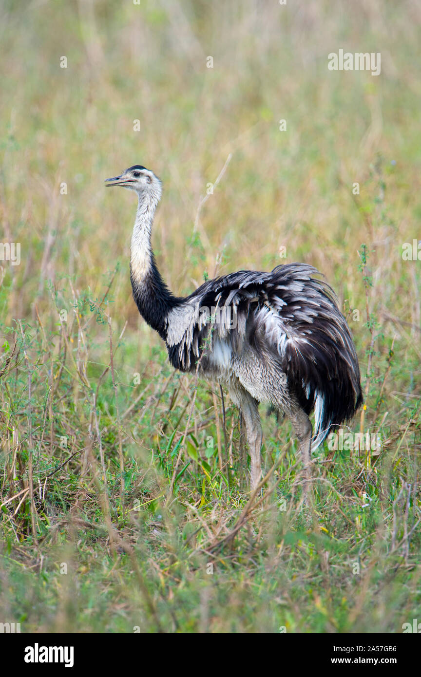 Greater rhea (Rhea americana) in a field, Three Brothers River, Meeting of the Waters State Park, Pantanal Wetlands, Brazil Stock Photo