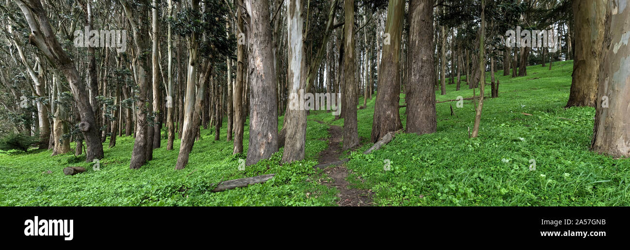 Eucalyptus trees in a park, The Presidio, San Francisco, California, USA Stock Photo