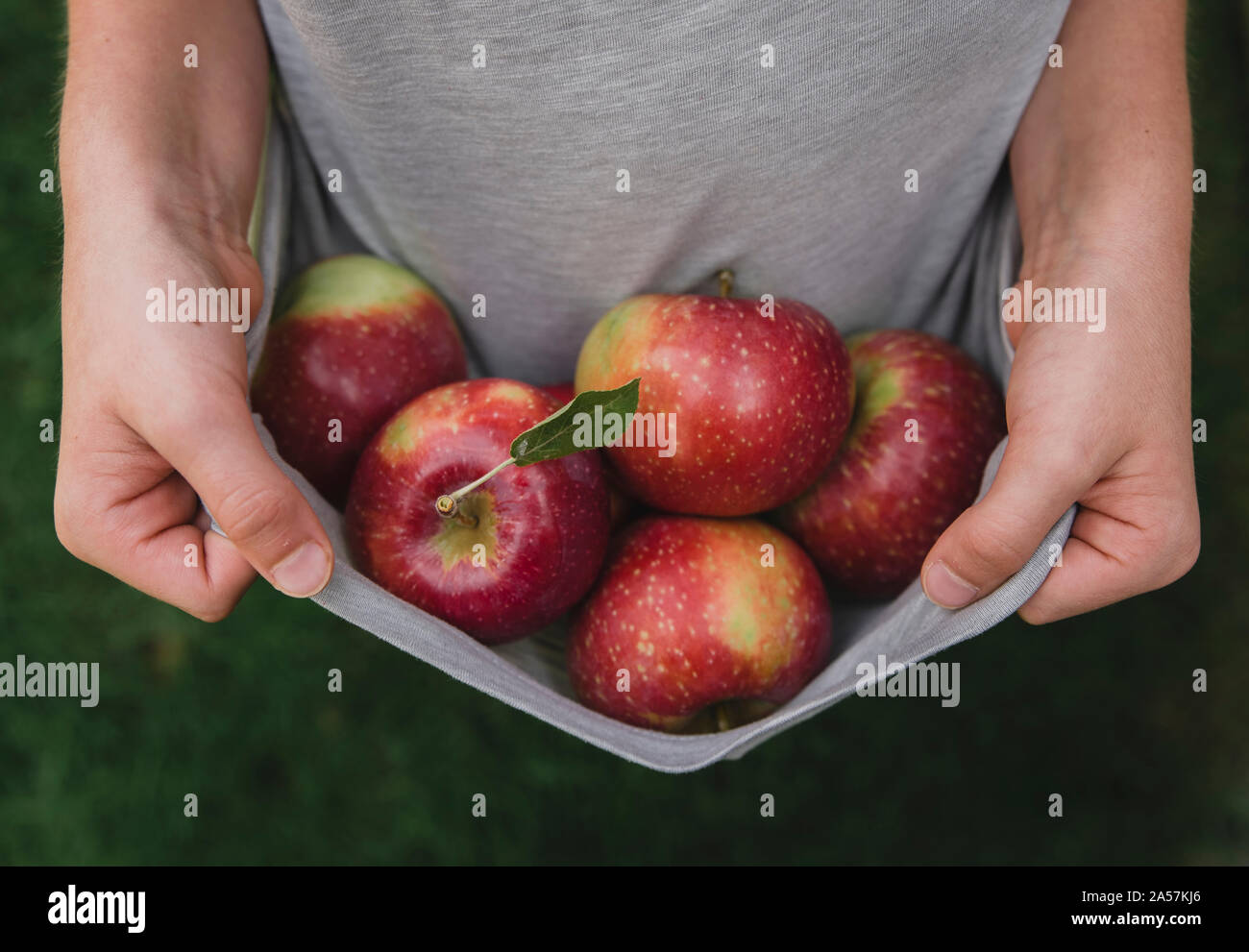 Close up of hands holding edge of shirt that is filled with apples. Stock Photo