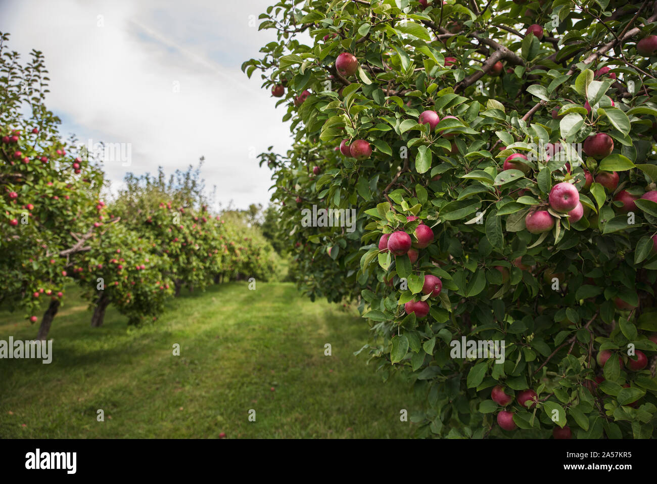 Ripe red apples on an apple tree in an apple orchard. Stock Photo