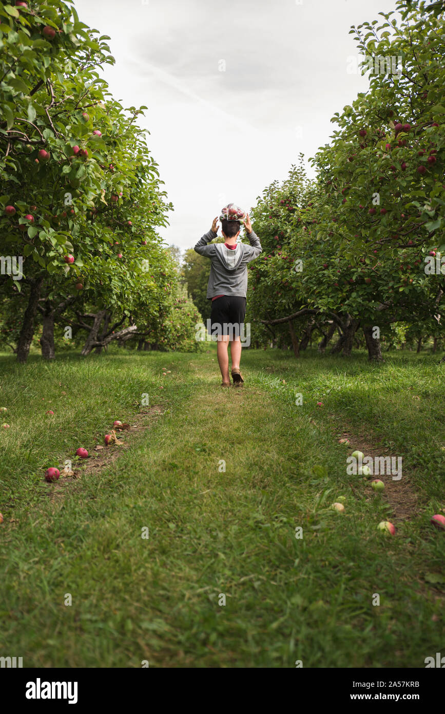 Teen boy balancing bag of apples on head walking in an apple orchard. Stock Photo