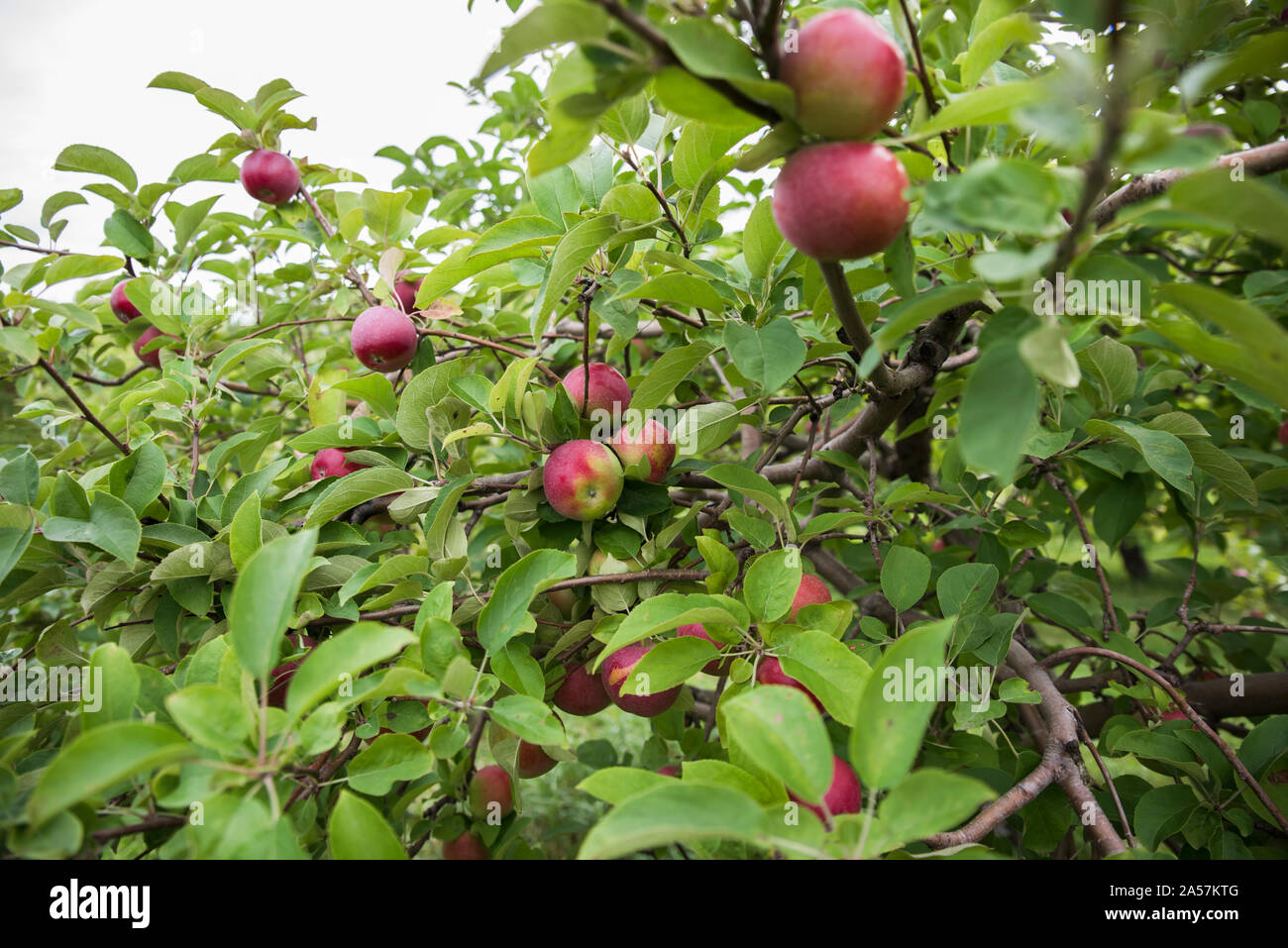 Ripe red apples on the branches of an apple tree in an orchard Stock ...