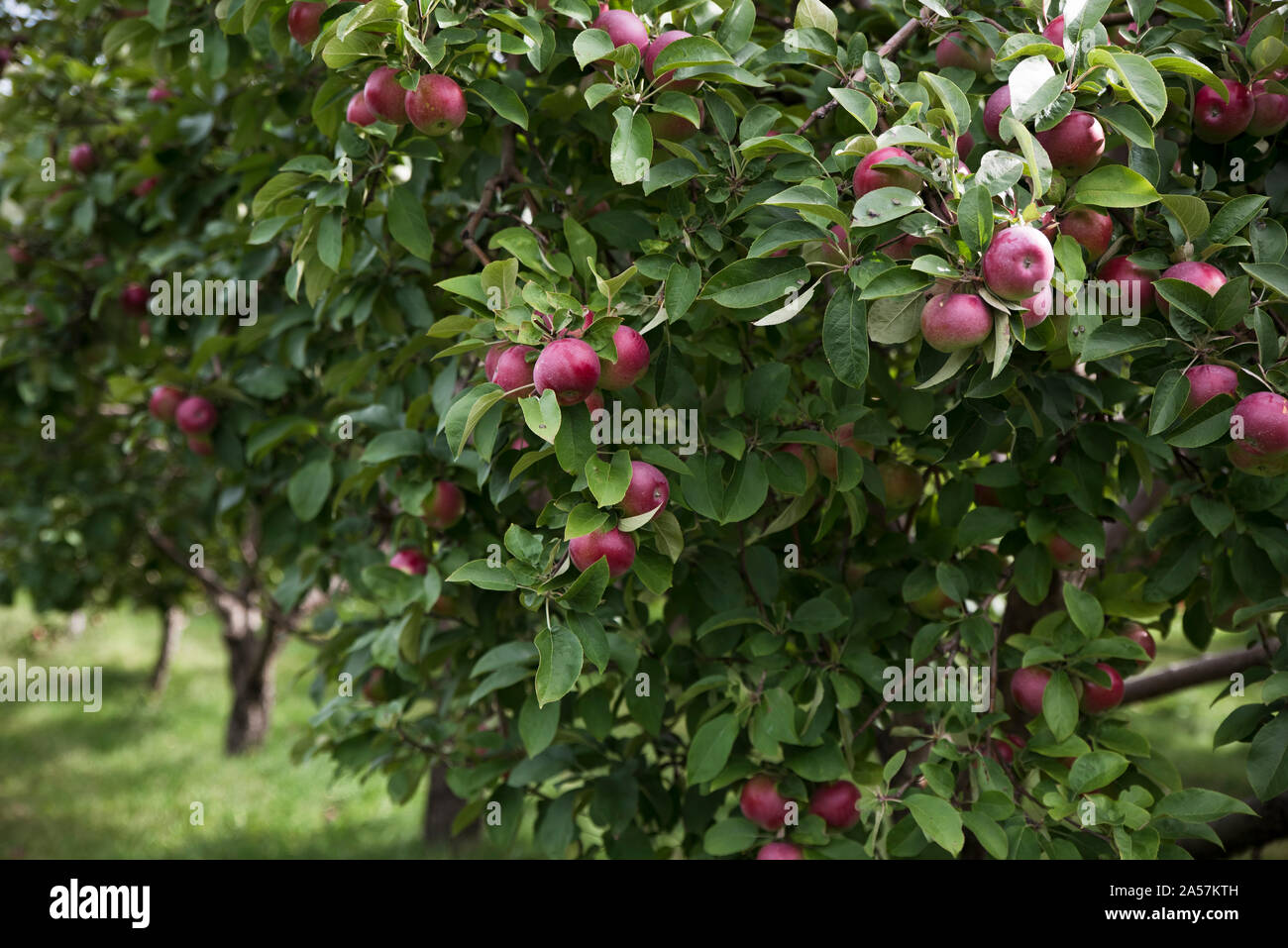 Ripe red apples on the branches of an apple tree in an orchard Stock ...