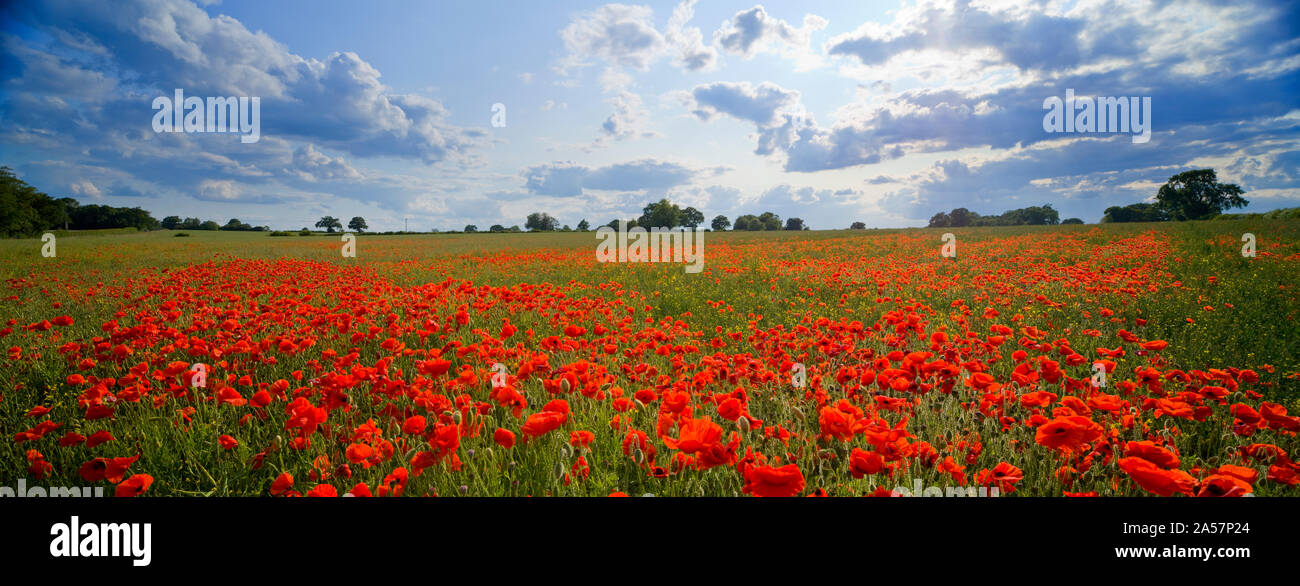 Poppies in a field, Norfolk, England Stock Photo