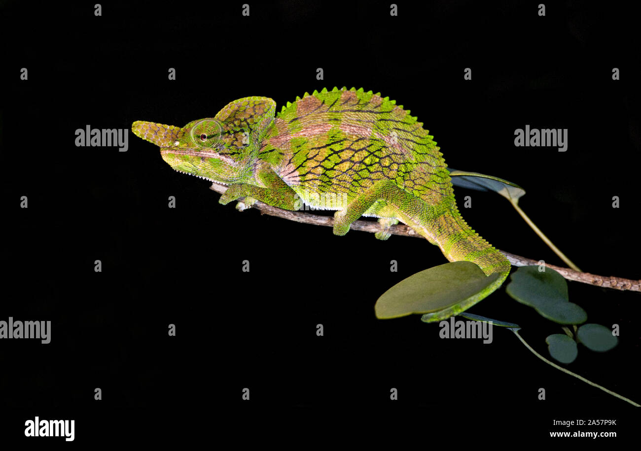 Close-up of a Labord's chameleon (Furcifer labordi), Madagascar Stock Photo