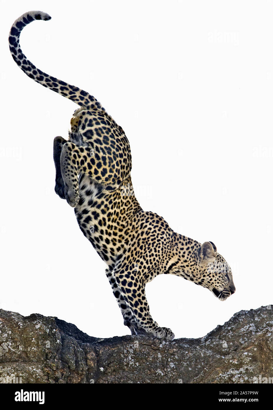Close-up of a leopard (Panthera pardus) jumping, Tanzania Stock Photo