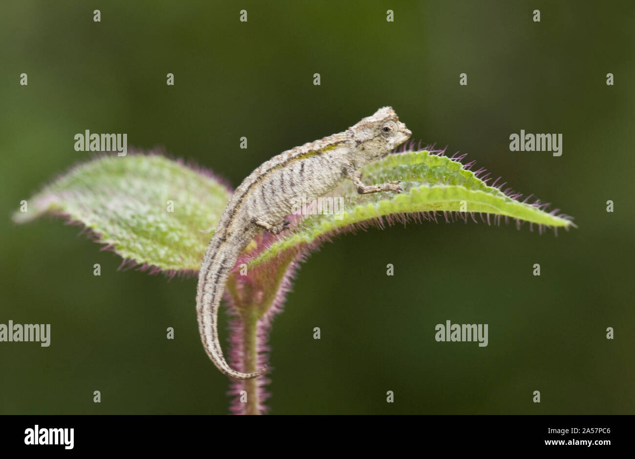 Close-up of a Northern Leaf chameleon (Brookesia ebenaui) on a leaf, Madagascar Stock Photo