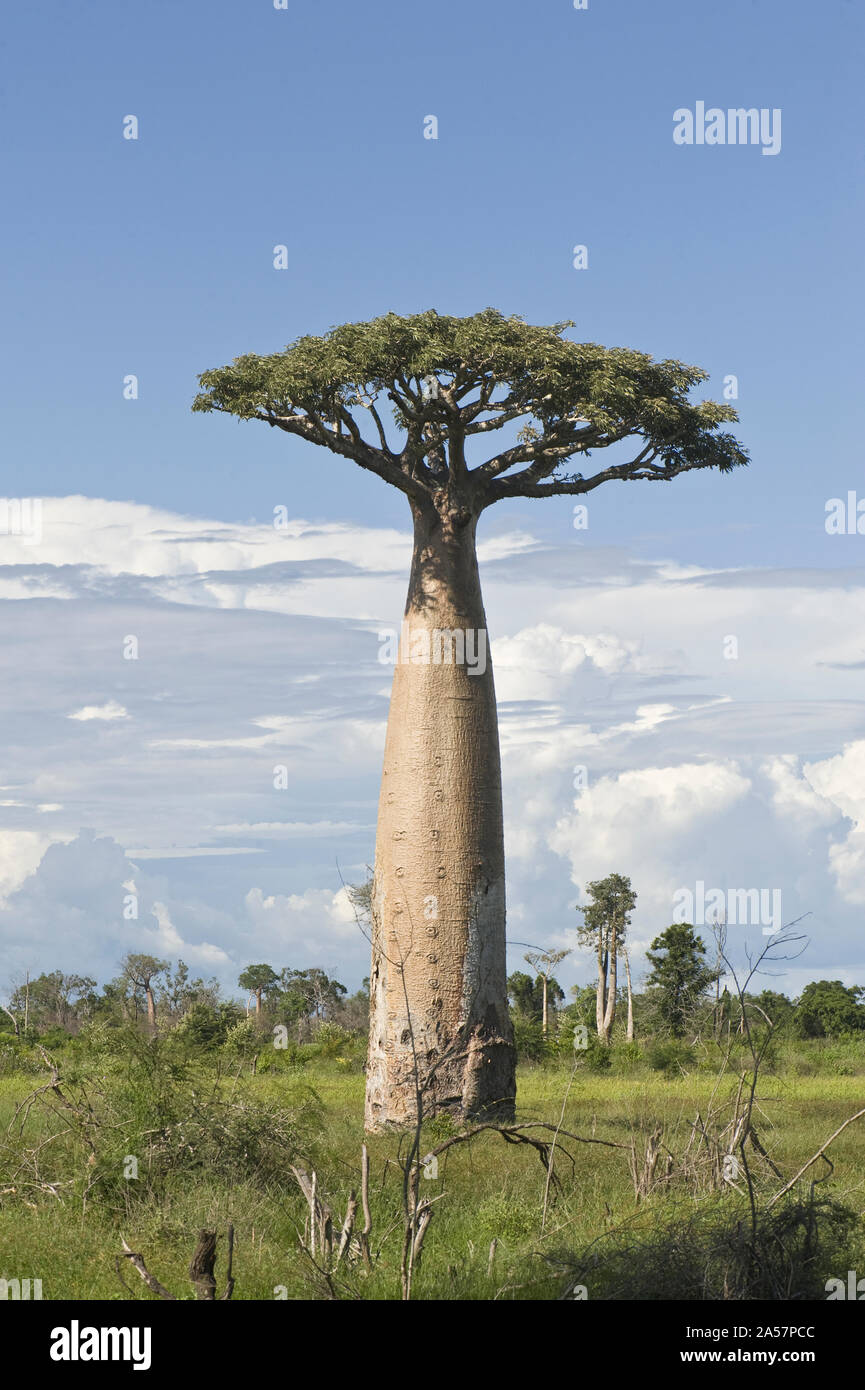Baobab tree (Adansonia digitata) at the Avenue of the Baobabs, Morondava, Madagascar Stock Photo