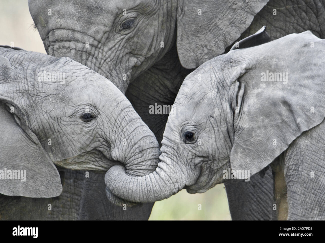African elephant calves (Loxodonta africana) holding trunks, Tanzania Stock Photo