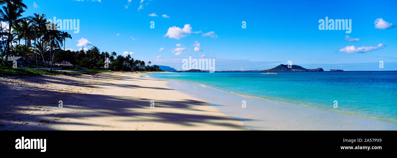 Palm trees on the beach, Lanikai Beach, Oahu, Hawaii, USA Stock Photo