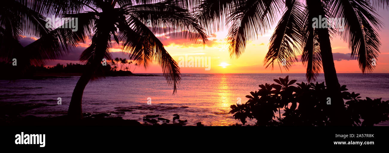 Palm trees on the coast, Kohala Coast, Big Island, Hawaii, USA Stock Photo