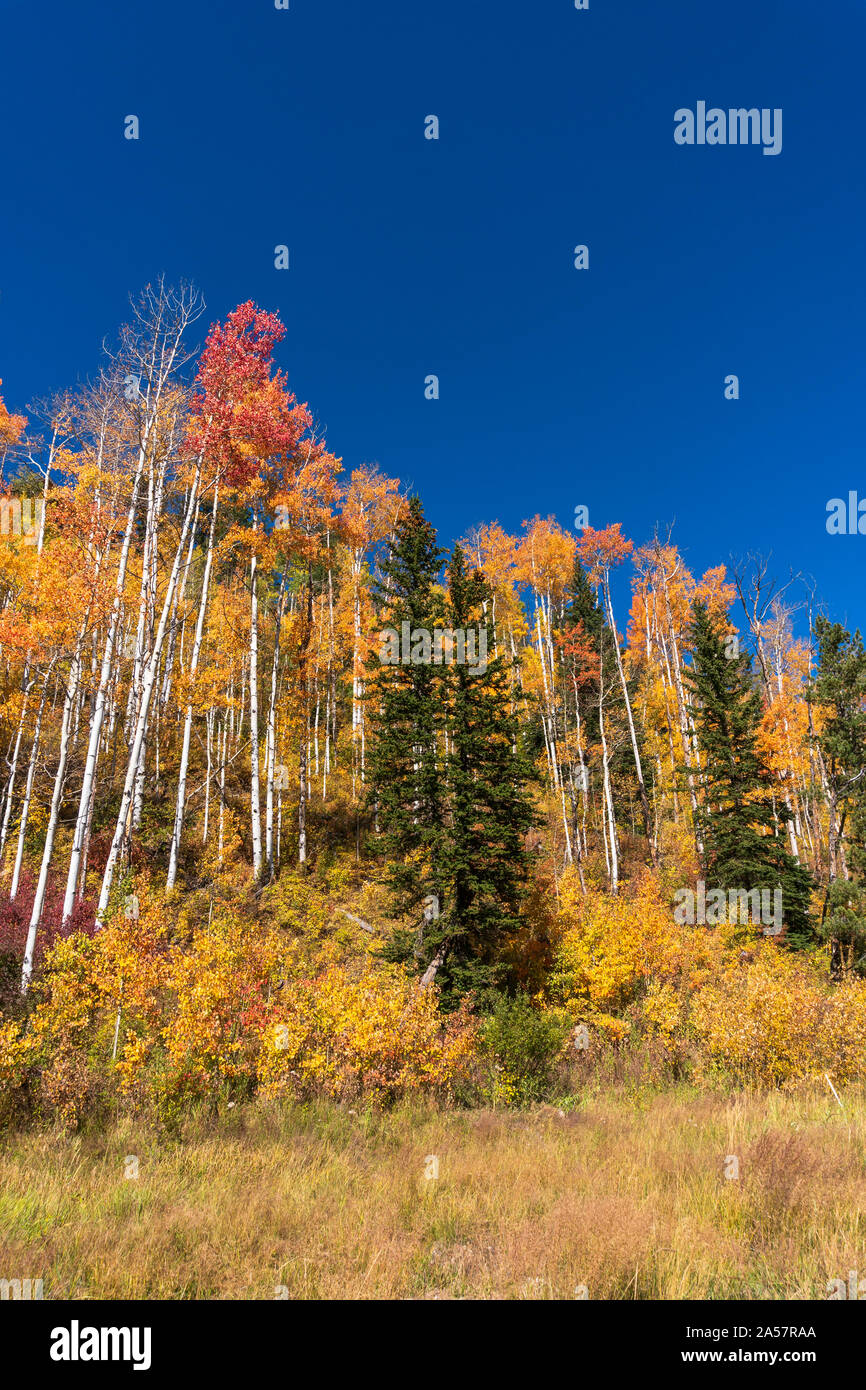 Aspen trees at peak fall color in the San Juan Mountains near Durango, Colorado Stock Photo