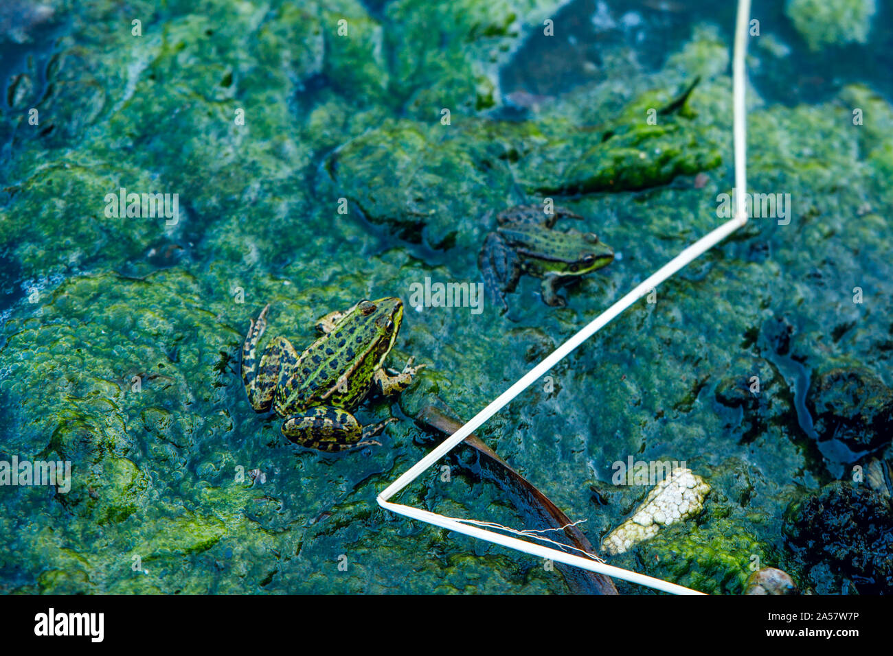 Frog in the dirty pond water of a lake Stock Photo