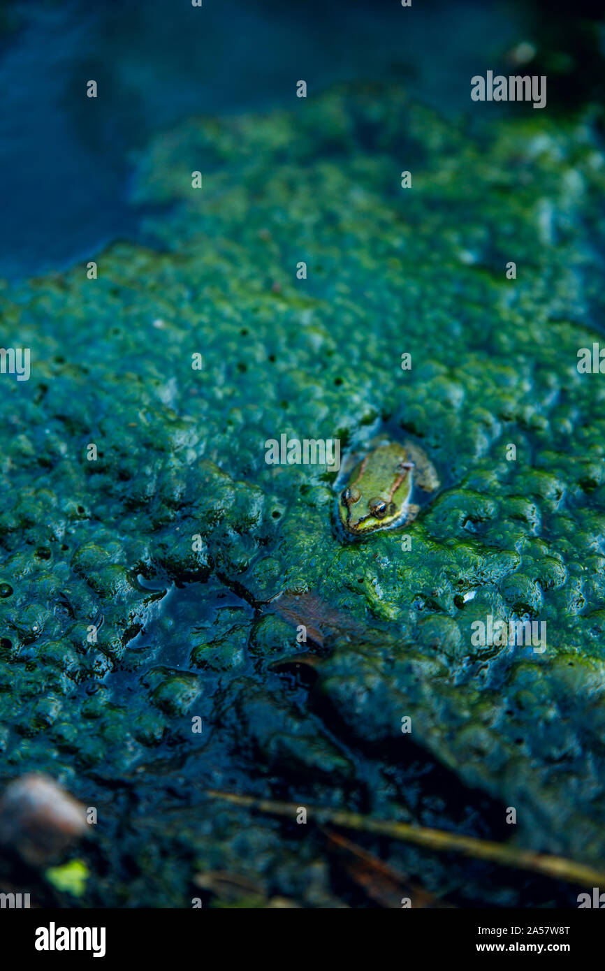 Frog in the dirty pond water of a lake Stock Photo