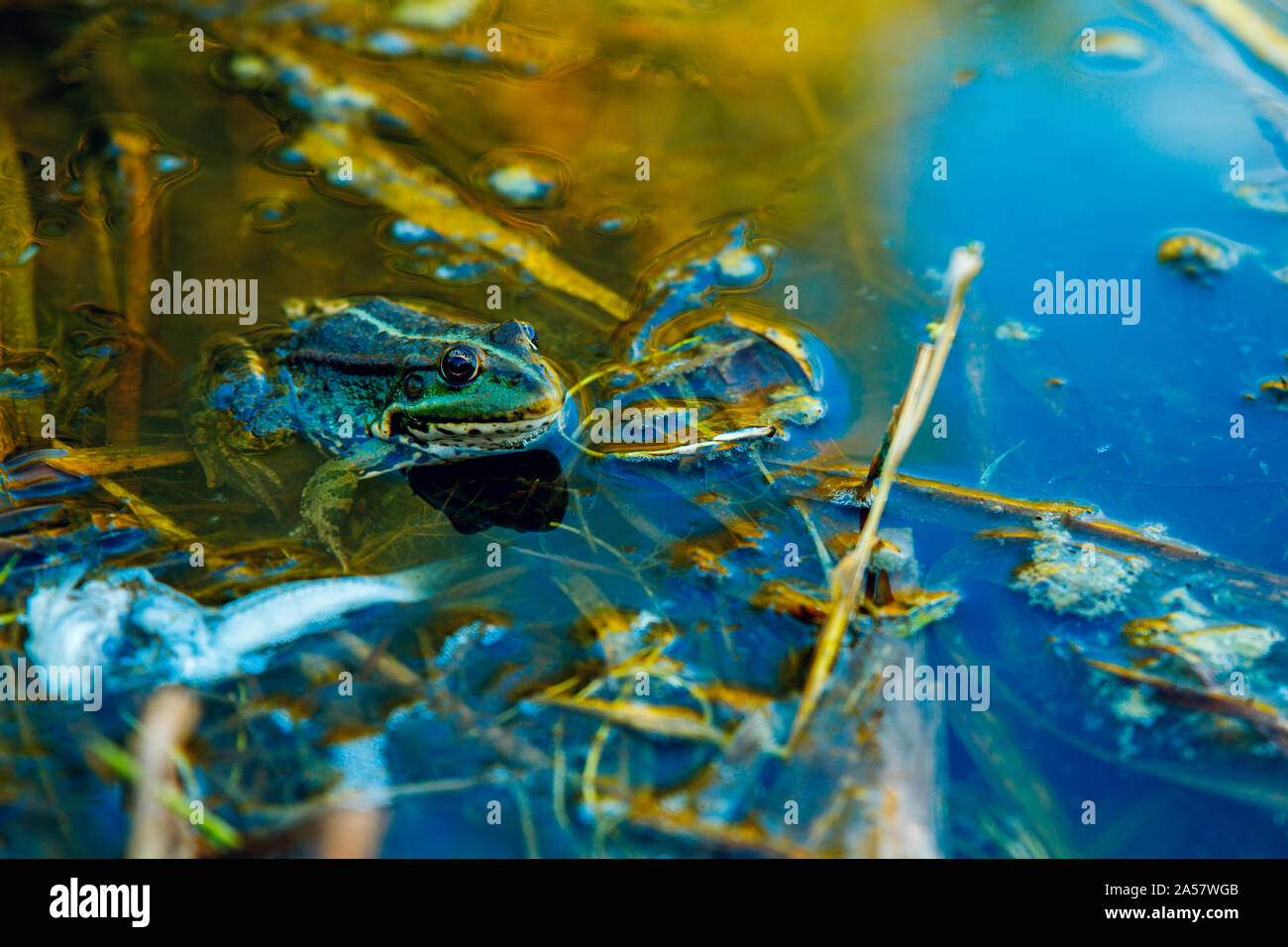 Frog in the dirty pond water of a lake Stock Photo