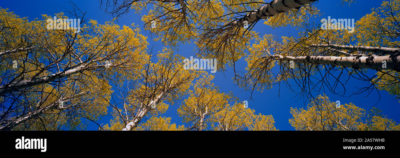 Low angle view of Aspen trees, Eastern Sierra, California, USA Stock Photo