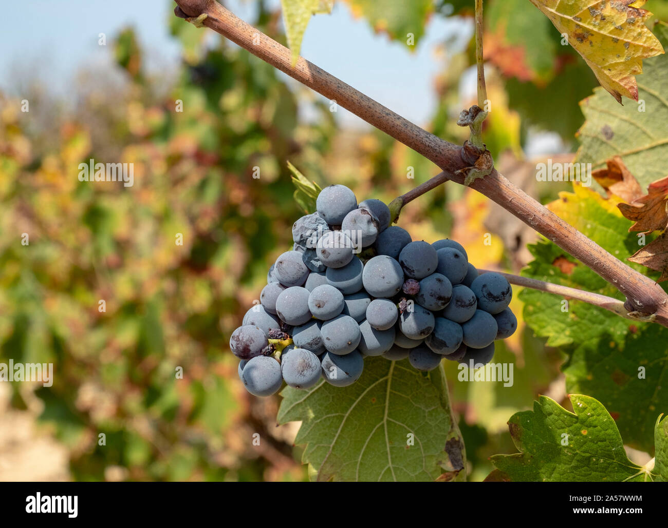Mavro grapes in a vineyard near Amargeti, Paphos region, Cyprus. Stock Photo