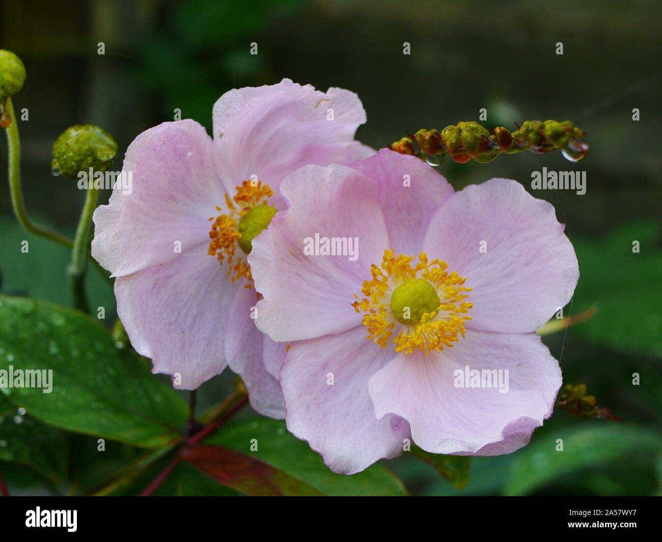 Closeup of two pink japanese anemone flowers Stock Photo