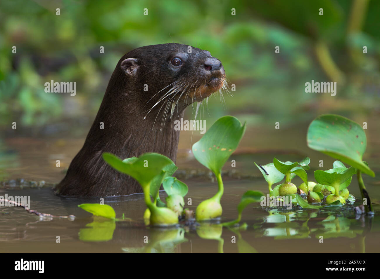 Neotropical otter (Lontra longicaudis), Pantanal Wetlands, Brazil Stock Photo