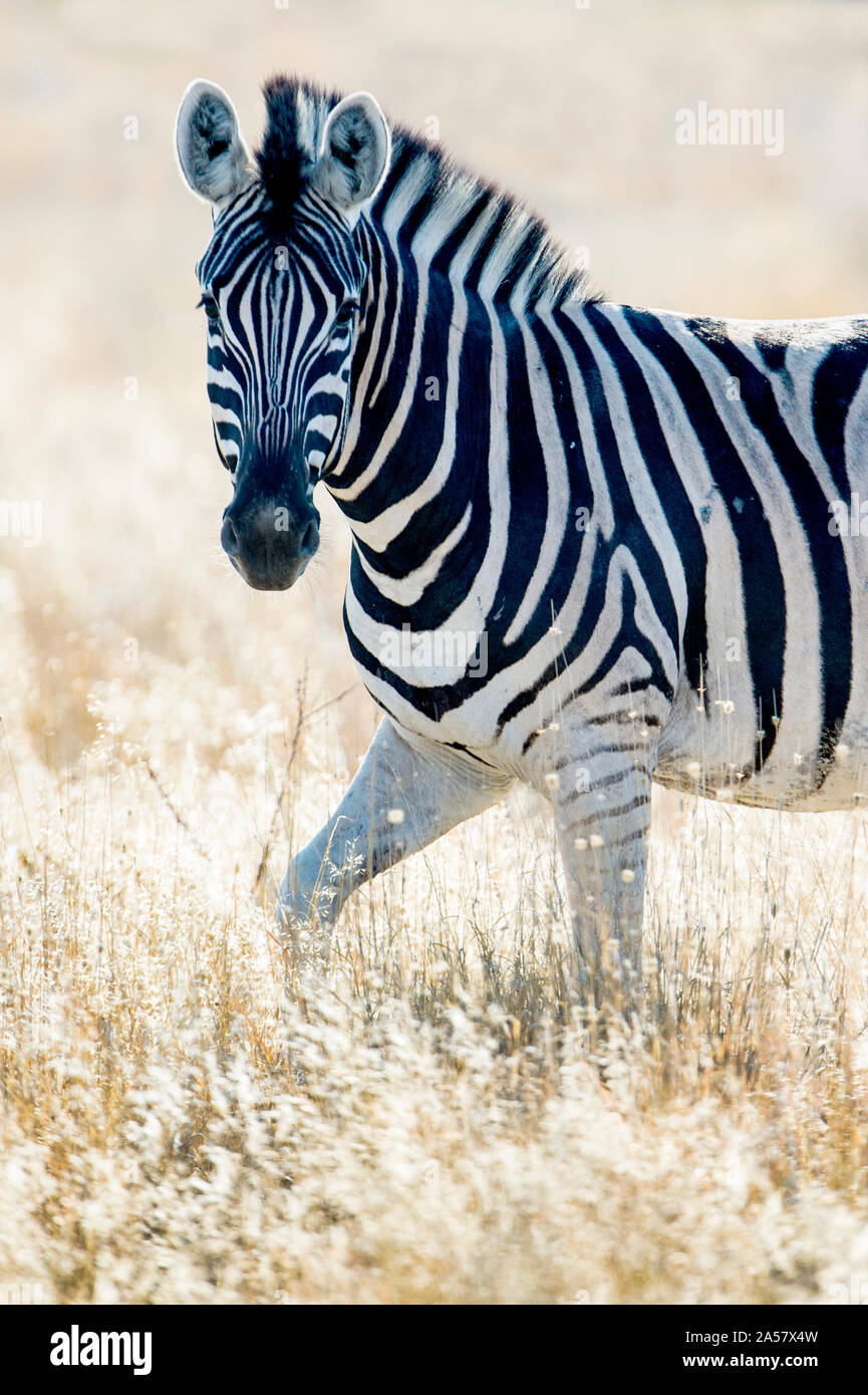 Burchell's Zebra (Equus quagga burchellii), Etosha National Park, Namibia Stock Photo