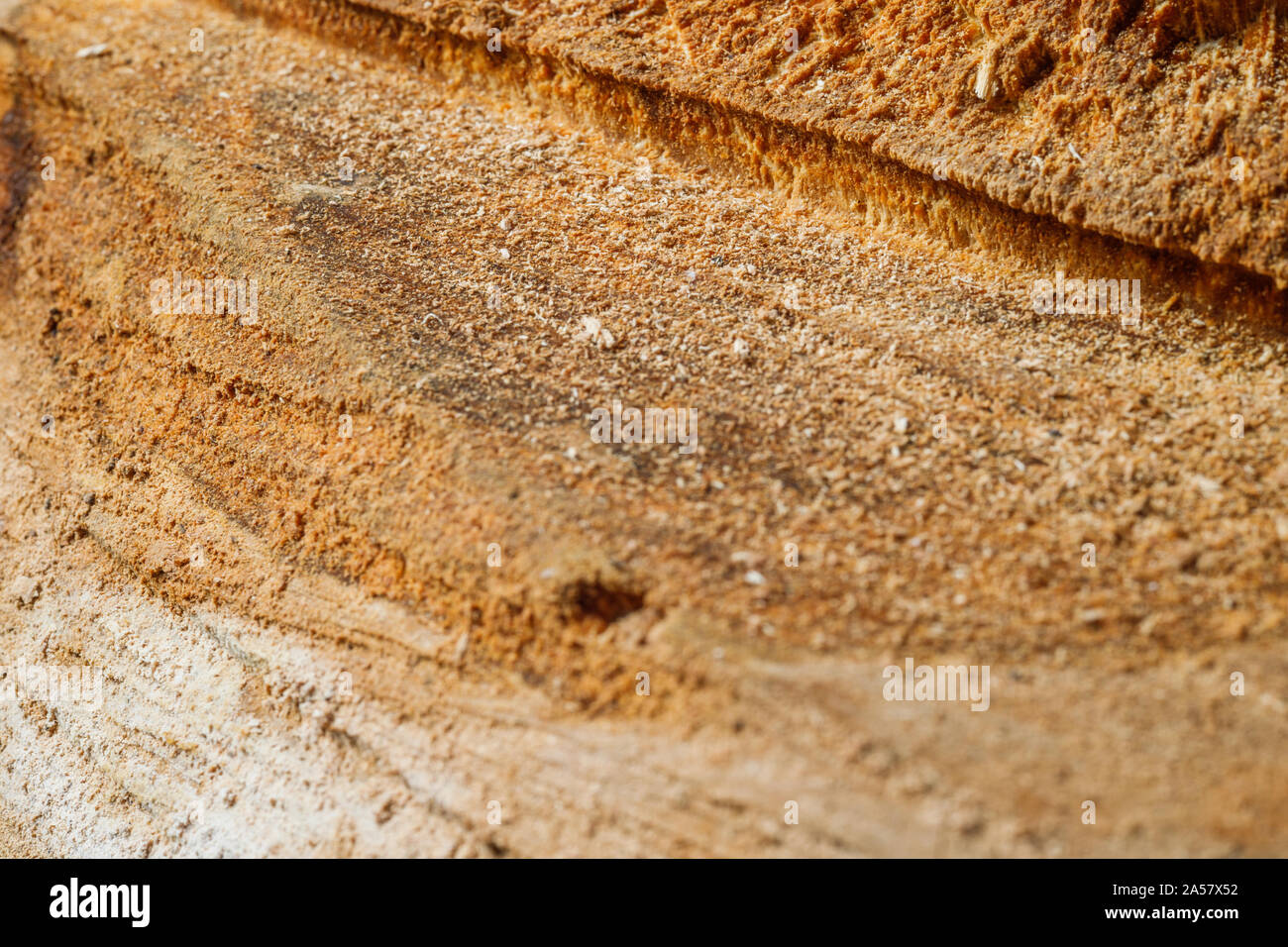 Drank an old tree. An Apple. Wood processing. Texture. Stock Photo