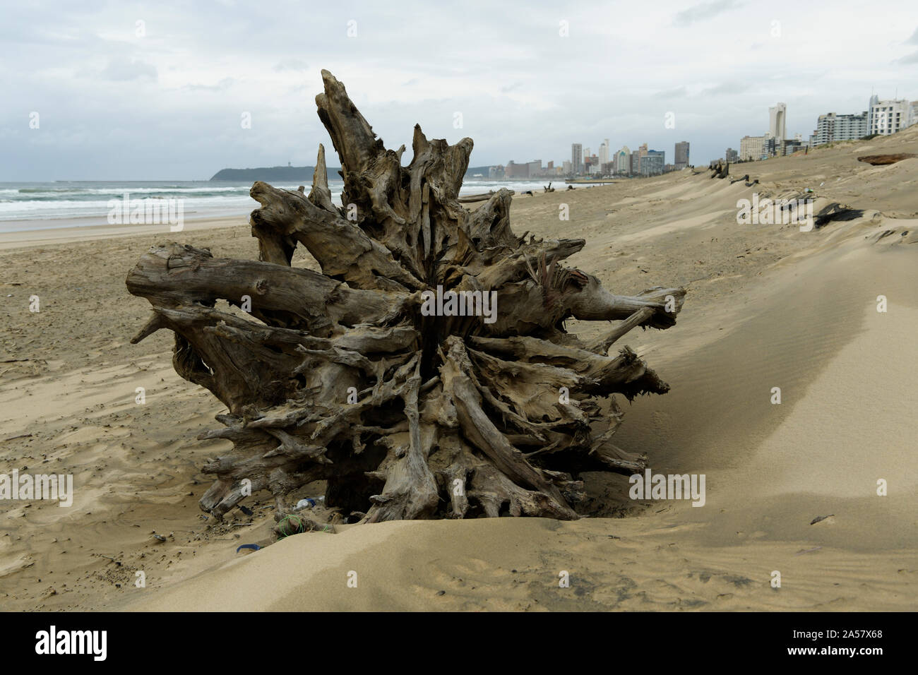 Durban, South Africa, exposed roots of dead tree lying on beach, storm damage, plant, landscape, global warming, ocean level, force of nature, city Stock Photo